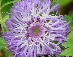 Image result for Centratherum