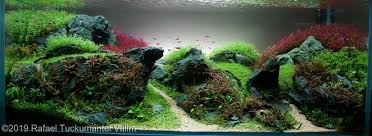 The 2011 aga international aquascaping contest is open for entries! 2019 Aga Aquascaping Contest 232 In 2020 Aquascape Planted Aquarium Aquascape Aquarium