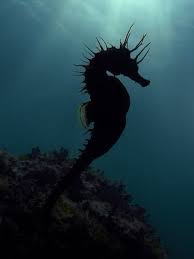 Pin By Silke Meye On Pretty Fish To Try Drawing Ocean Creatures Sea Animals Sea Creatures