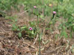 Image result for Emilia discifolia