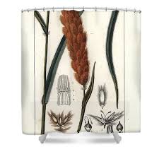 Image result for Eriochrysis