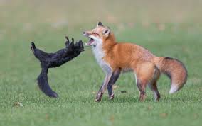 Fox With Prey