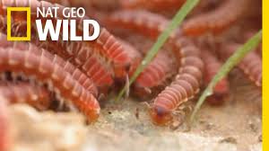 A key factor in controlling camel spiders would be to eliminate the bugs they eat. Camel Spider Captures Kills Millipede At Warp Speed Nat Geo Wild Youtube