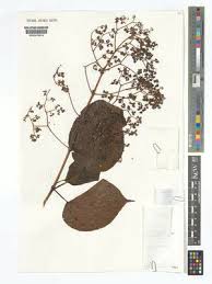 Image result for Premna angolensis