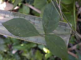 Image result for Teramnus repens