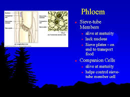 Xylem tissue has three types of cells: Plant Structure And Growth The Plant Body Is