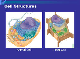 Hang it in your classroom, or have students glue it into their comprehension questions, vocabulary words, and a writing prompt are included. Cells Cell Structures 9th Grade Science Cell Structures Animal Cell Plant Cell Ppt Download