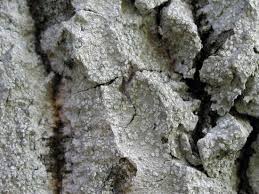 Image result for Agelaea