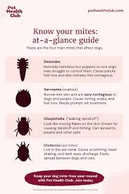 Image result for what do Cheyletiella look like in dog fur