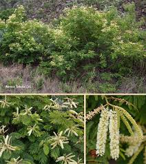 Image result for Acacia ataxacantha