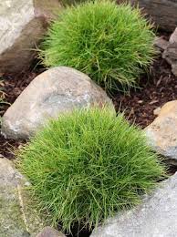 Festuca Scoparia Barenfellgras Barenfellschwingel Gunstig Bestellen Graser Graser Und Farne Baumschule New Garden B Pflanzen Baumschule Gartenpflanzen