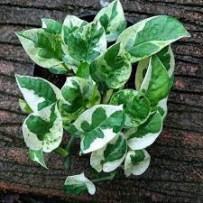 Alhamdullilah Habis Hujan Lihat Tanaman Seperti Ini Rasanyaa Lebih Segar Maha Besar Allah Yang Telah Mengatur Rizky Ti Plants Plant Care Popular House Plants