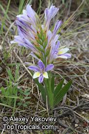 Image result for Babiana