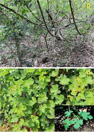 Image result for Cissus welwitschii