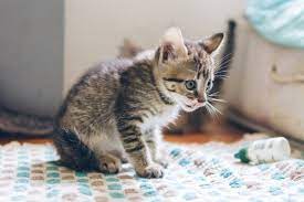What Are The Risks Of Fleas On Newborn Kittens Quora