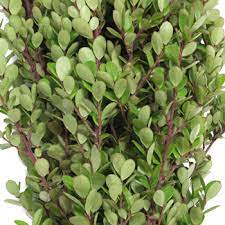 African Boxwood Flower Types Best Flower Wallpaper