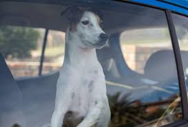 Is it Legal to Break a Hot Car Window To Rescue an Animal? - FindLaw