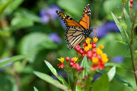 Butterfly mouthparts are made for drinking nectar. Monarch Butterfly Habitat Uic Heritage Garden