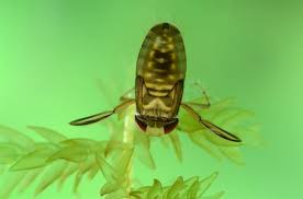 Image result for Corixidae