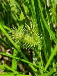Image result for Carex lycurus