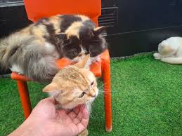 alyaum - News update