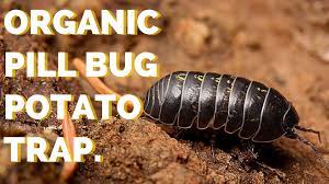 May 03, 2021 · a healthy garden will have a balance of predators and prey, so there's no need to kill any woodlice outdoors yourself. Organic Pill Bug Control Using A Potato Trap