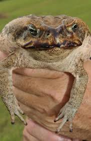 Cane toads are capable of poisoning predators that try to eat them and they continue to spread across australia. Cane Toad Killers Scientists Researching Gene Technology To Modify The Cane Toad And Wipe Them Out The Courier Mail