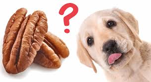 The lowest recorded amounts that caused kidney failure in dogs are, for grapes: Can Dogs Eat Nuts And Raisins Thepetsabout