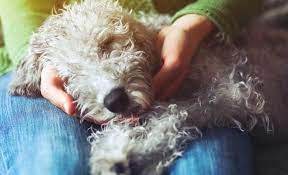 Here are some tips for helping your puppy to settle in and sleep through the night. How To Make A Dog Sleep Getting Your Pup To Snooze