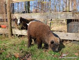 They are great for showing or as pets. Raising Miniature Goats Cows Chickens And Sheep Countryside