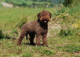 193 likes · 2 talking about this. Lagotto Romagnolo Charakter Haltung Pflege Zooplus