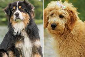 More images for australian shepherd goldendoodle puppy » Australian Shepherd Goldendoodle Mix The Hard Working Dog With A Heart Of Gold Anything German Shepherd
