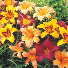 Attract butterflies, easy to grow, attract birds, bee friendly, good for cut flowers. Red 1 Peony Roots Flower Plants Perennial Rhizome Resistant Easy Care Reblooming Home Garden Patterer Yard Garden Outdoor Living