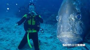 The princess of the human kingdom has been kidnapped by the demon king! é¾çŽ‹é¯›é­è¬€æ®º