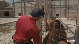 Joe exotic, carole baskin, and the rest of the tiger king crew are back like they never left! Tiger King Gifs Popsugar Entertainment