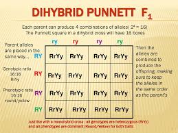 Dihybrid cross worksheet set up a punnett square using the following information: Mendelian Genetics 12 8 2018 Dihybrid Cross Ppt Download