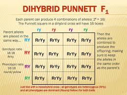 A male rabbit with the genotype ggbb is crossed with a female rabbit with the genotype ggbb the square is set up below. Mendelian Genetics 12 8 2018 Dihybrid Cross Ppt Download