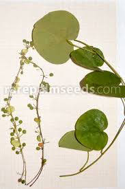 Image result for Cissampelos