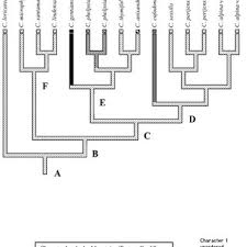 Image result for Dissotis pachytricha