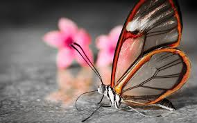 Jun 01, 2018 · kumpulan background terbaru paling keren dan paling mantap, semua bisa anda download gratis dengan mudah dan cepat. 3d Butterfly Wallpapers 51 Best 3d Butterfly Wallpapers And Images On Wallpaperchat