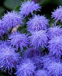 Ageratum How To Grow And Care For Floss Flower Garden Design Flower Garden Design Flower Garden Flowers