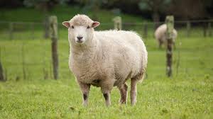 Sammy thighs nude picture had a fabulous French lesson Ive