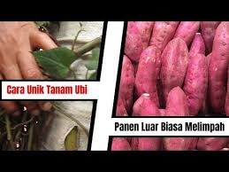 Cili padi, lada atau cabai sememangnya disukai seluruh rakyat malaysia sehinggakan ada yang tanam pokok chili sendiri di rumah kerana keperluan tanaman ini dalam makanan seharian adalah satu kemestian. Cara Menanam Ubi Kayu Info Kece