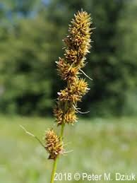 Image result for Carex angolensis
