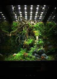 Fotografia Frog Terrarium Dart Frog Terrarium Vivarium