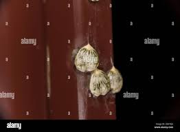 Image result for Viscum subserratum