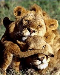 Mom Dad And Baby Love Is Love Cute Animals Animals Animals Beautiful