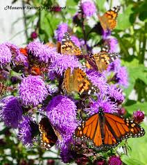 The monarch butterfly (danaus plexippus) is a milkweed butterfly (subfamily danainae), in the family nymphalidae. Purple Butterfly Flower Power 6 Purpular Butterfly Plants