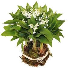 La multiplication se fait probablement planté par mes arrières grands parents il y a plus de 80 ans, j'ai toujours connu cette endroit du jardin avec le muguet, cette fleur envahissante. Bouquet Rond 50 Brins De Muguet Des Bois Livraison En France Florajet