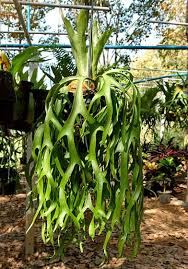 I pulled the peat apart and. Staghorn Fern Tips To Grow And Care For Platycerium Trees Com